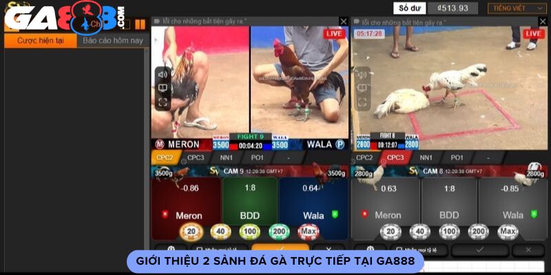 Giới thiệu 2 sảnh đá gà trực tiếp tại GA888