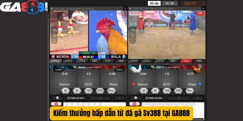 Kiếm thưởng hấp dẫn từ đá gà Sv388 tại GA888