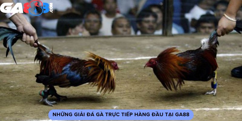 Những giải đá gà trực tiếp hàng đầu tại GA88