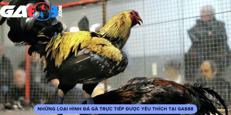 Những loại hình đá gà trực tiếp được yêu thích tại GA888